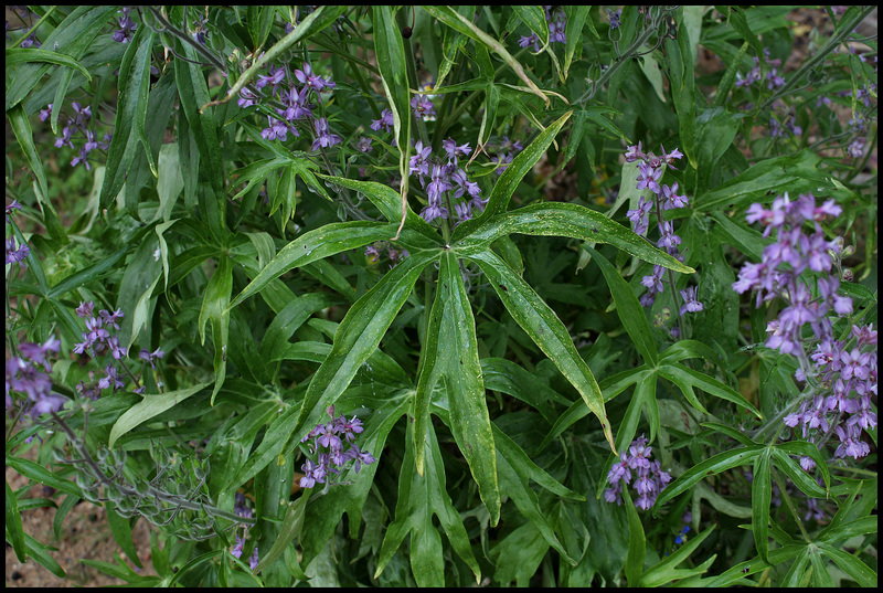 Delphinium requienii  (2)