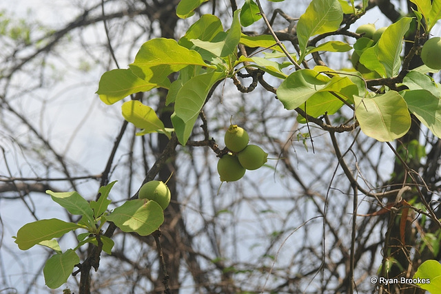 20140506-6698 Careya arborea Roxb.