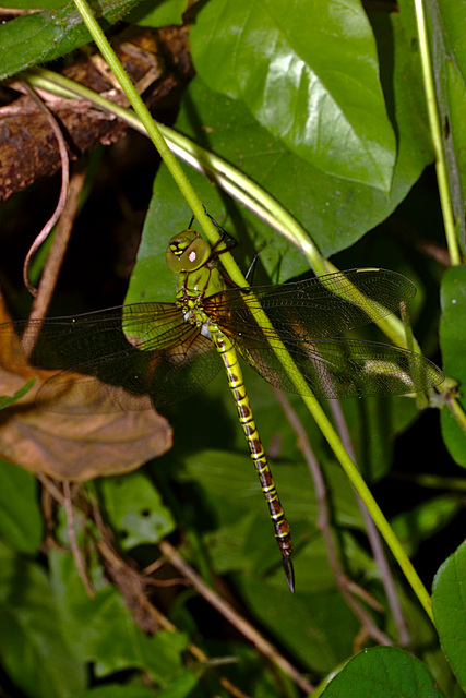 Dargonfly IMG_2437