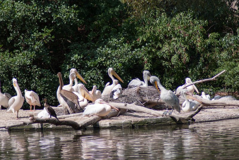 Tiergarten Nürnberg