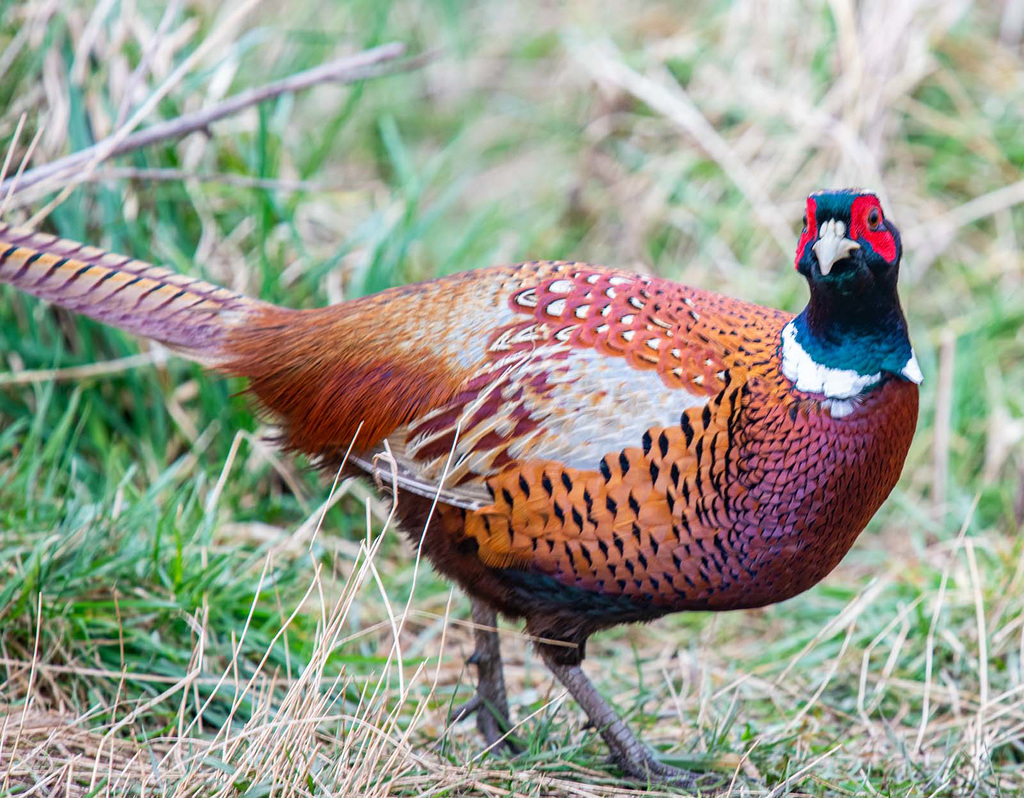 Pheasant