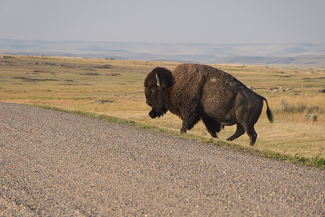 caution- bison crosssing