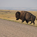 caution- bison crosssing