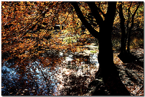 Middle Pond, Burnham Beeches