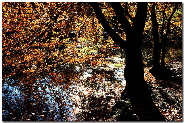 Middle Pond, Burnham Beeches Middle Pond, Burnham Beeches
