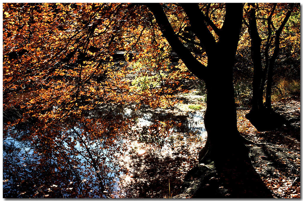 Middle Pond, Burnham Beeches