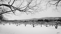 20210207- Chemin McIntosh, Frelighsburg