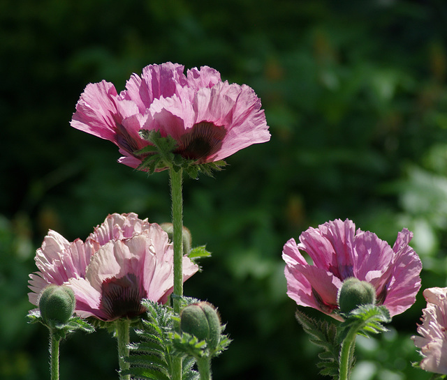 Poppies