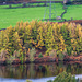 Autumn trees at Bottoms Reservoir (2 of 4)