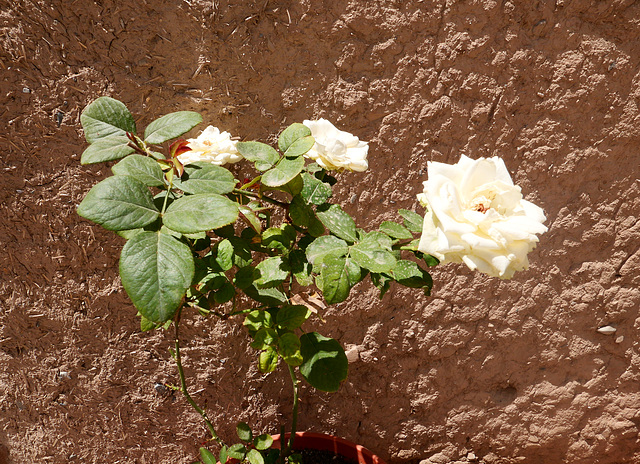 A rose in the desert.