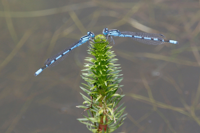 agrion / bluet