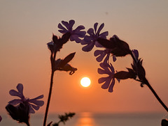 Campion sunset