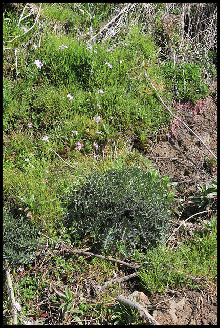 Cirsium palustre (2)