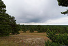 unterwegs auf der Kurischen Nehrung (© Buelipix)