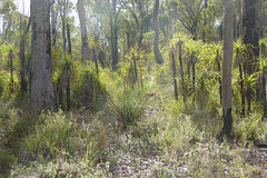 Sun-shower, Jarrah forest