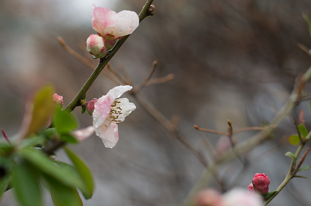 In the spring rain