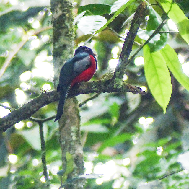 Collared Trogon, on way to Brass Seco