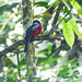 Collared Trogon, on way to Brass Seco