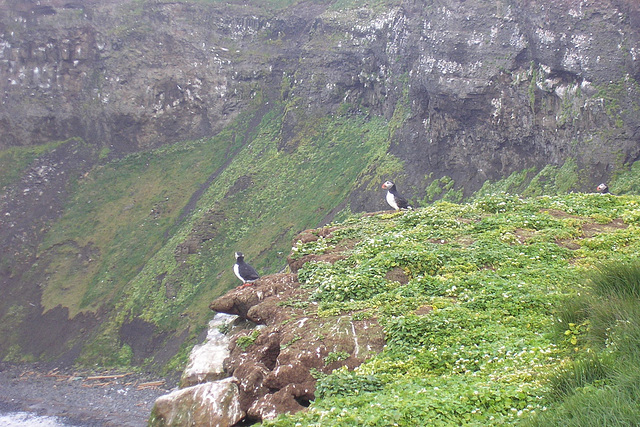 Puffins On Grimsey