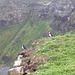 Puffins On Grimsey