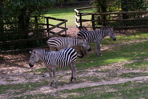 Zebra