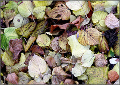 Pêle-Mêle de feuilles :-)