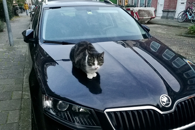 Cat bonnet ornament