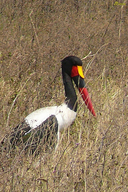 Jabiru