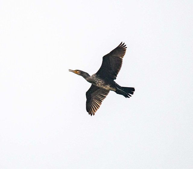 Cormorant