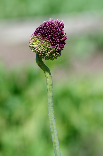 Indecisive Allium