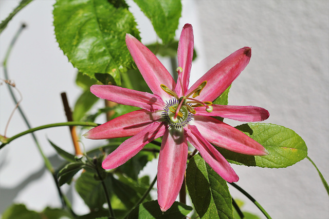 Passiflora Coral Sea