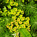 20230529 0295CPw [D~LIP] Zypressen-WOLFSMILCH (Euphorbia cyparissias), Bad Salzuflen