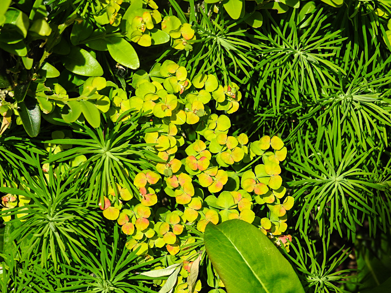 20230529 0295CPw [D~LIP] Zypressen-WOLFSMILCH (Euphorbia cyparissias), Bad Salzuflen