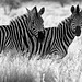 blanco y negro