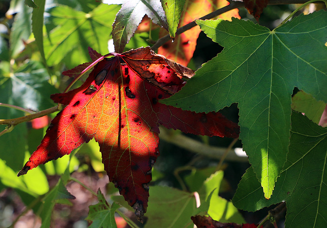 En automne , du vert au rouge .