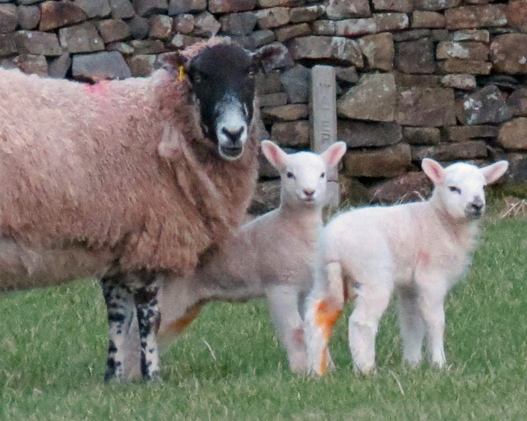 Same Ewe and the reason she is so watchful