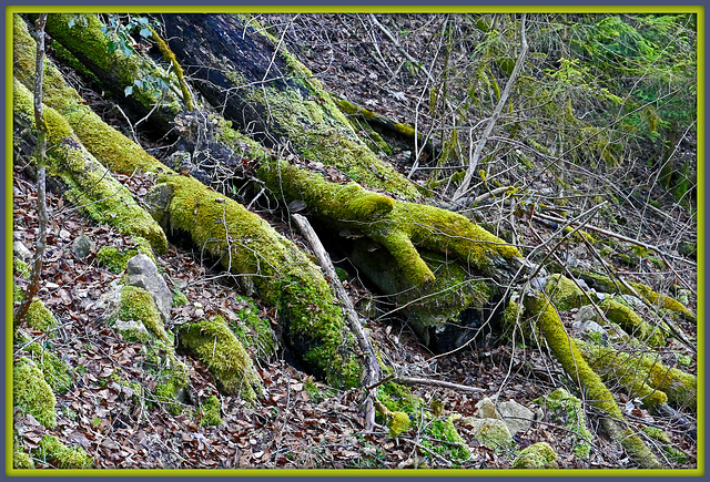 Mos die Lunge im Wald