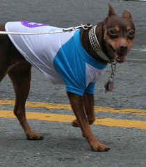 San Francisco Pride Parade 2015 (5737)