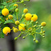 MONACO: Mimosa des quatre saisons ou Mimosa d'été (Acacia retinodes Schltr.) 03
