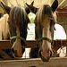 Bubbles & Aero. Mother & Daughter