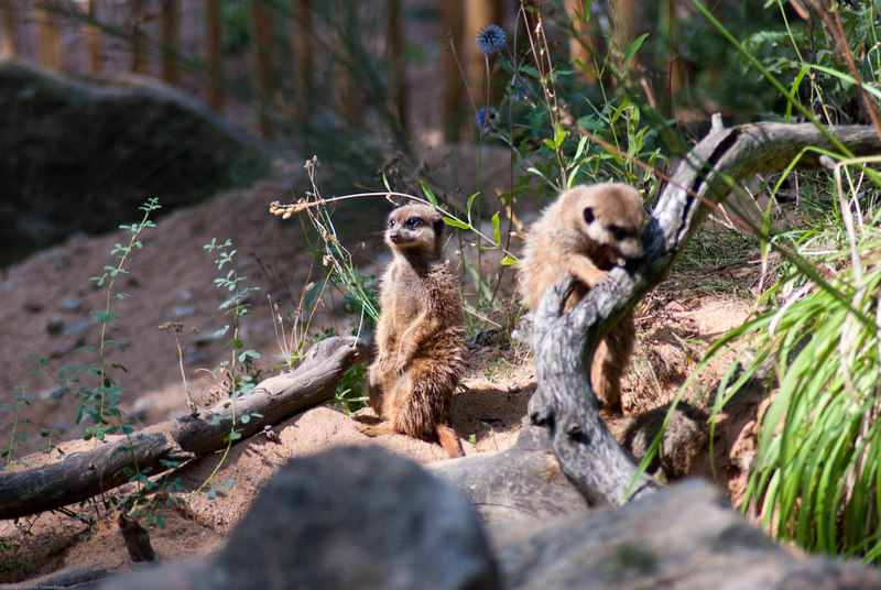 Erdmännchen