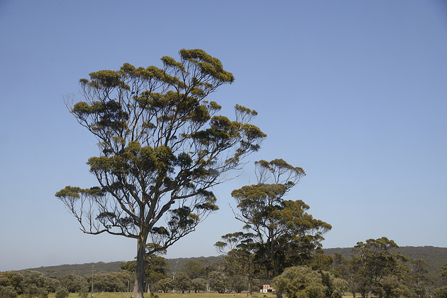 Tall trees Wind blown