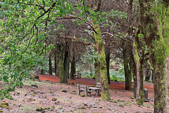 Pico Ruivo do Paúl da Serra - Der Rastplatz "Fontes Ruivas" (2)