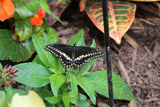 Butterfly Beauty