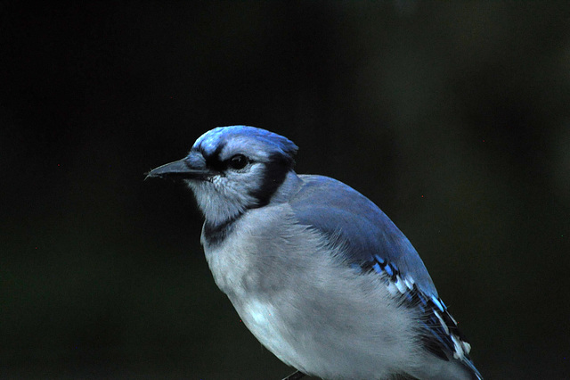 blue jay DSC 7536