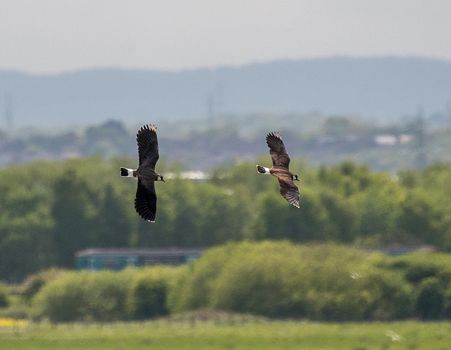 Lapwings in flight