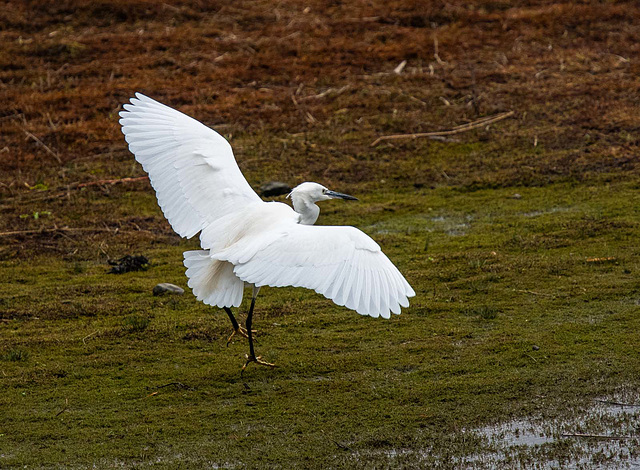 Little egret