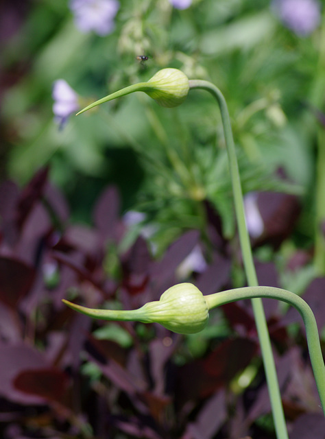 Inquisitive Alliums