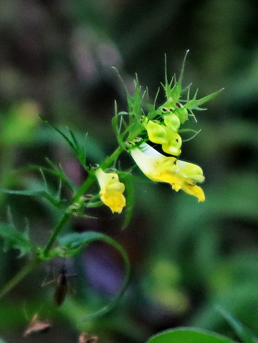 Gelbe Blümchen