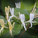 Lonicera